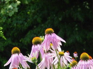 Картинка цветы эхинацея