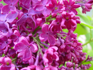 Картинка цветы сирень