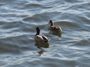 Картинка животные утки