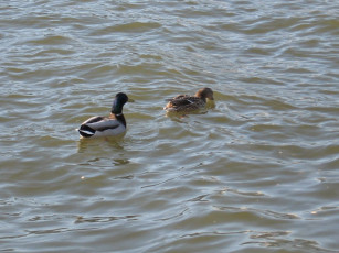 обоя животные, утки