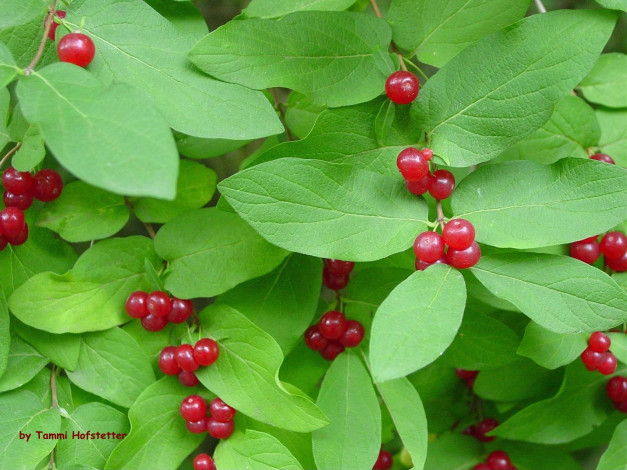 Обои картинки фото 