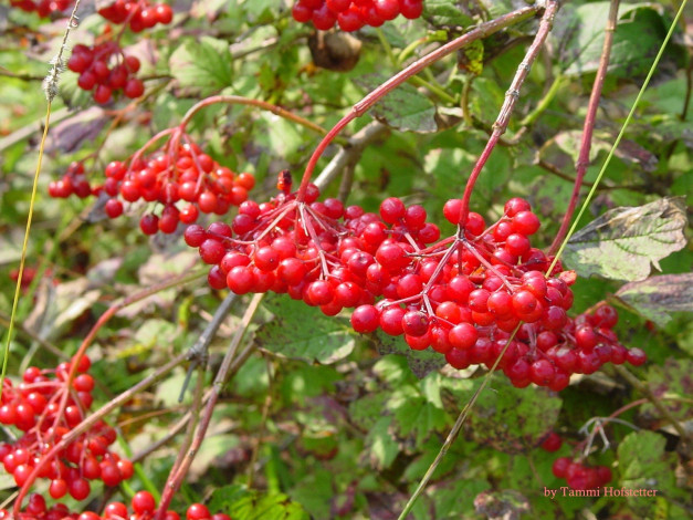 Обои картинки фото 