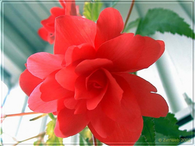 Обои картинки фото цветы