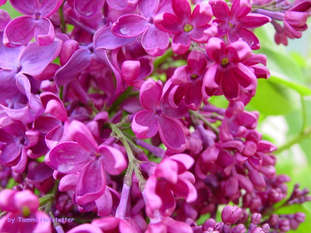 Обои картинки фото цветы, сирень