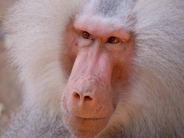 Обои картинки фото животные, обезьяны