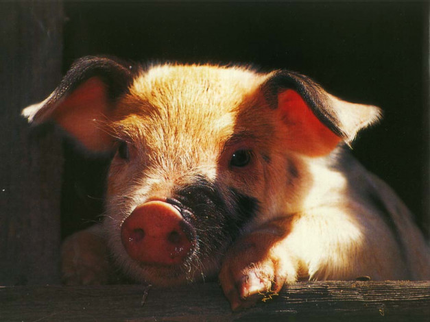 Обои картинки фото животные, свиньи, кабаны