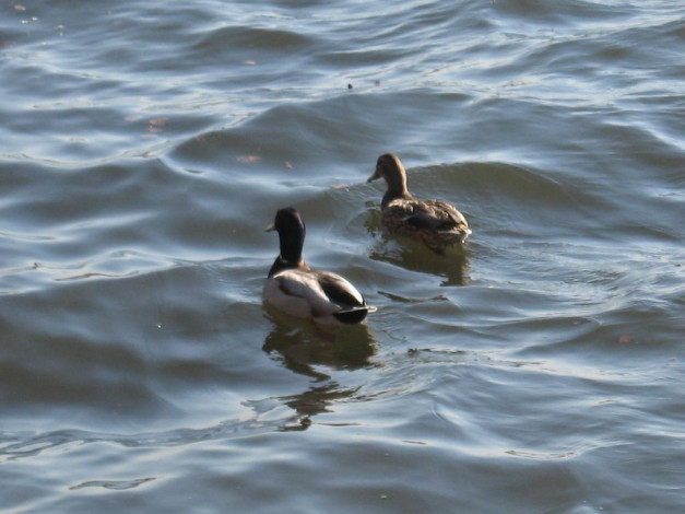 Обои картинки фото животные, утки