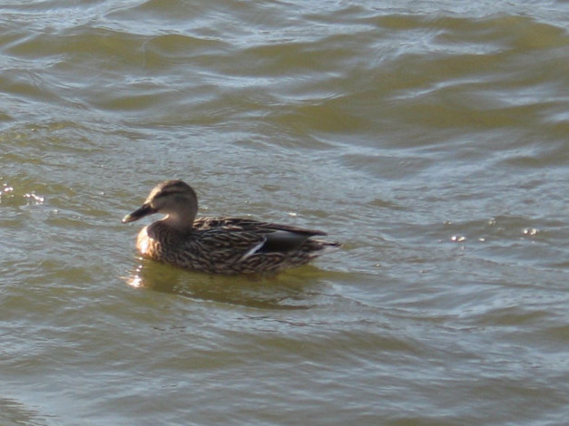 Обои картинки фото животные, утки