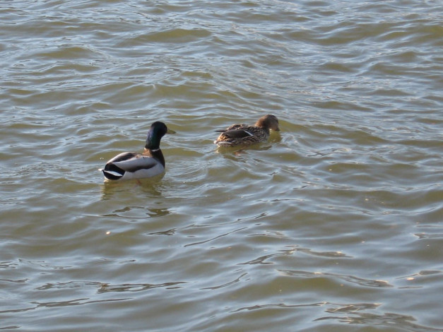 Обои картинки фото животные, утки