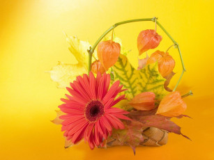 Картинка цветы букеты композиции