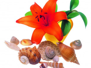 Картинка цветы лилии лилейники