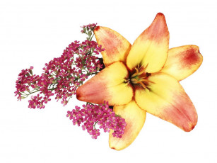 Картинка цветы разные вместе