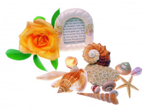 Картинка цветы розы