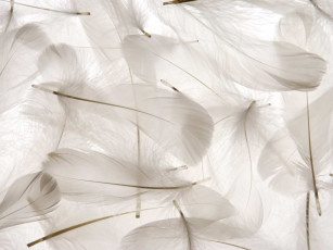 Картинка разное перья