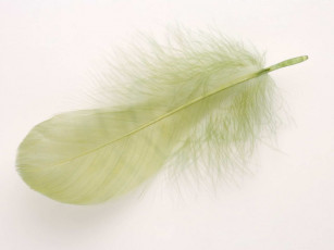 Картинка разное перья