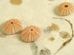 Картинка разное ракушки кораллы декоративные spa камни