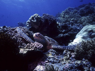 Картинка животные Черепахи