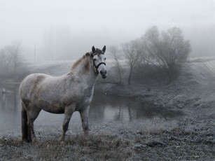 Картинка животные лошади