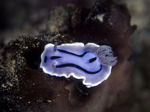 Картинка животные морская фауна