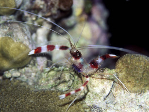 Картинка животные морская фауна