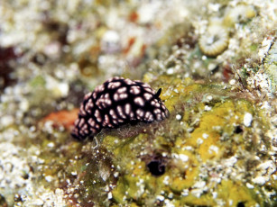 Картинка животные морская фауна