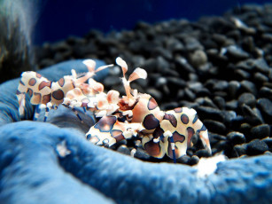 Картинка животные морская фауна