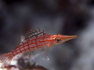 Картинка животные рыбы