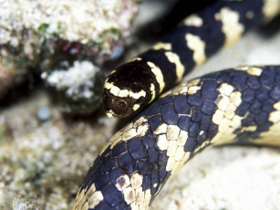 Картинка животные змеи питоны кобры