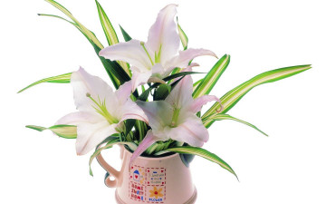 Картинка цветы лилии лилейники