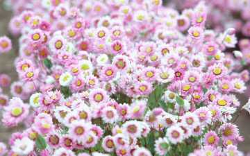 Картинка цветы маргаритки