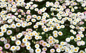 Картинка цветы маргаритки