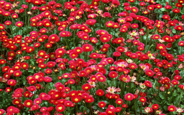 Картинка цветы маргаритки