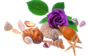 Картинка цветы розы