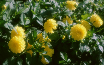 Картинка цветы рудбекия