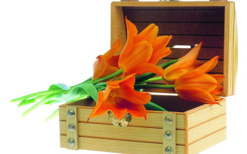 Картинка цветы тюльпаны