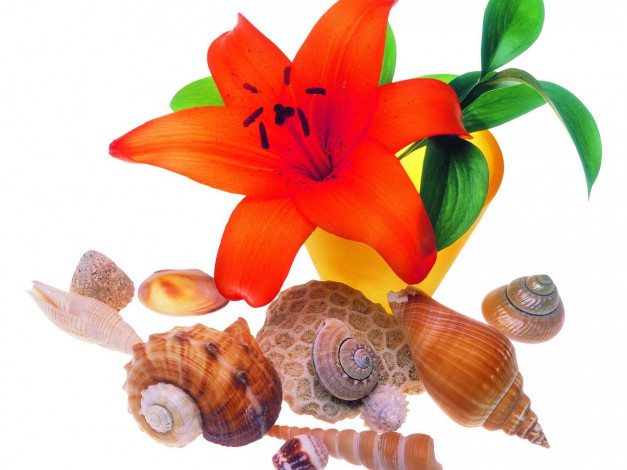 Обои картинки фото цветы, лилии, лилейники