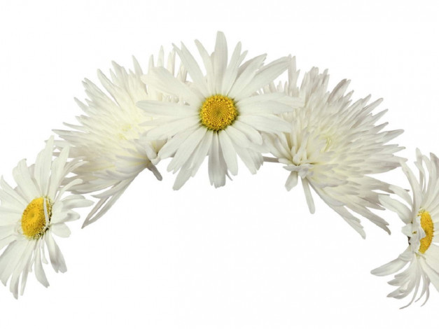 Обои картинки фото цветы, ромашки