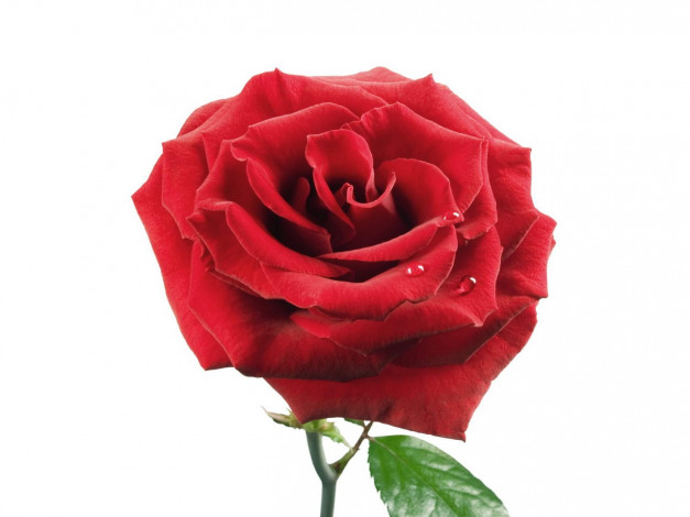 Обои картинки фото цветы, розы