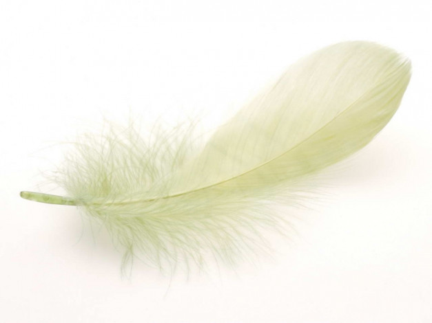 Обои картинки фото разное, перья