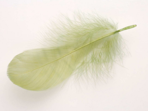 Обои картинки фото разное, перья