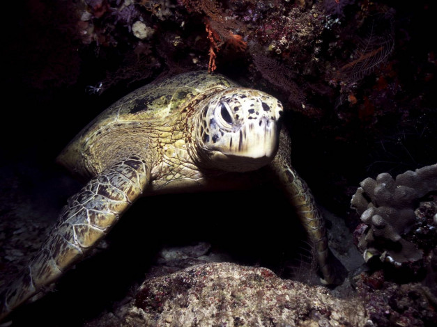 Обои картинки фото животные, Черепахи