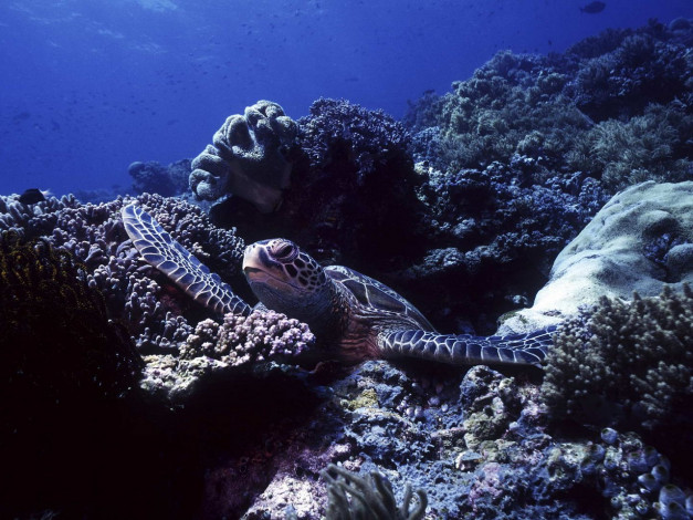 Обои картинки фото животные, Черепахи