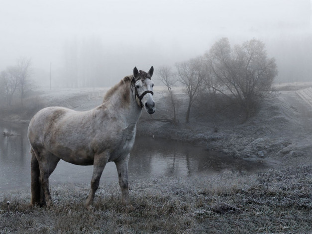 Обои картинки фото животные, лошади