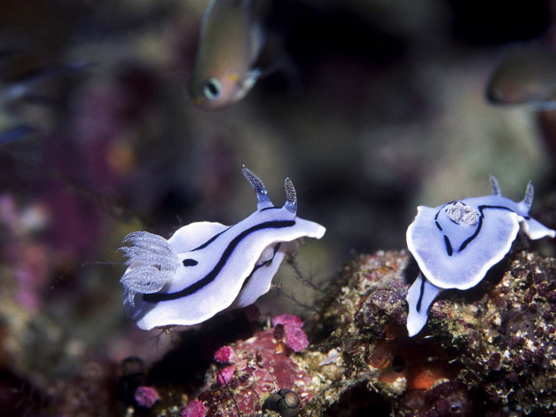 Обои картинки фото животные, морская, фауна