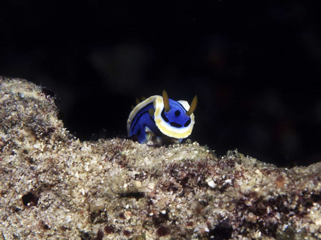 Обои картинки фото животные, морская, фауна