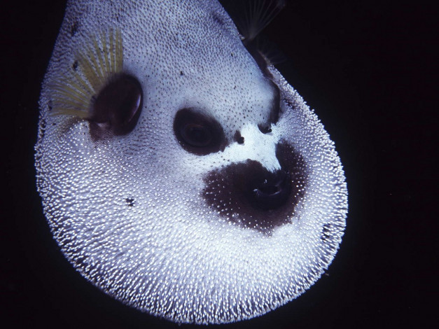 Обои картинки фото животные, морская, фауна