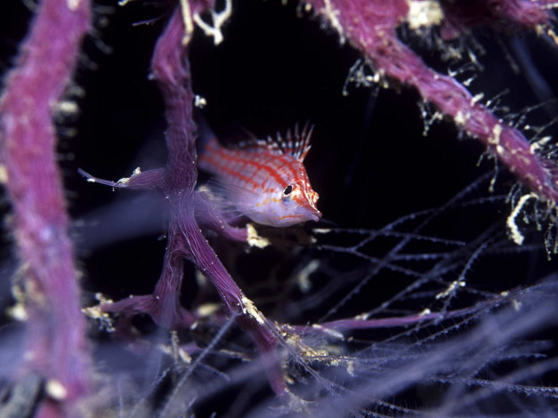 Обои картинки фото животные, рыбы