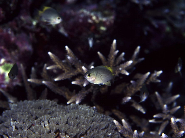 Обои картинки фото животные, рыбы