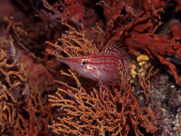 Обои картинки фото животные, рыбы