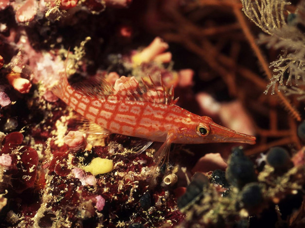 Обои картинки фото животные, рыбы